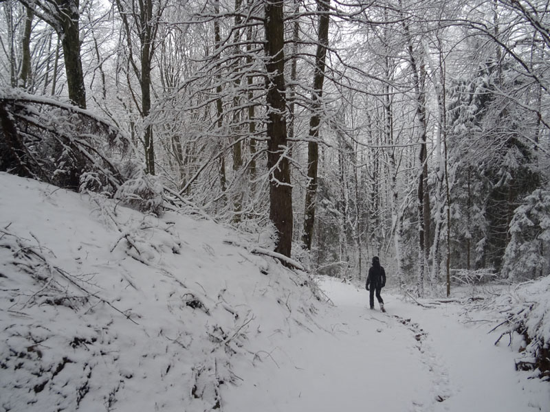 breve passeggiata tra la neve fresca di oggi.....